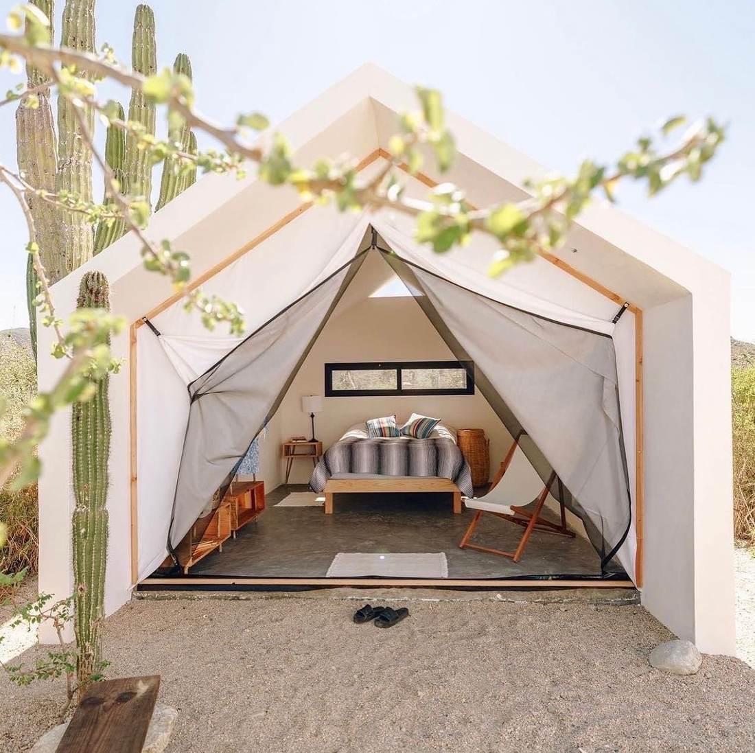 Open canvas tent cabana with a bed inside, framed by tall cactus in the desert